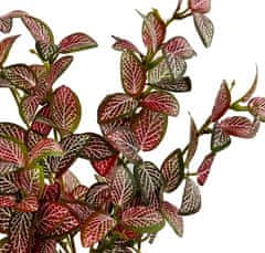 Shishi Phytonia grm zeleno - roza 30 cm