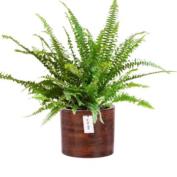 botle Cvetlični lonček Cvetlični lonček Ohišje Barva Temno rjava Okrogla Ø 12,5 cm V 12 cm Glossy površina Modern Glamour