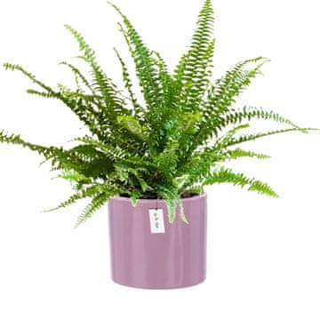botle Cvetlični lonček Cvetlični lonček Ohišje Barva Rose Okrogla Ø 12,5 cm V 12 cm Glossy površina Modern Glamour