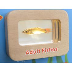 Masterkidz Življenjski cikel rib Izobraževalna tabla Illuminated
