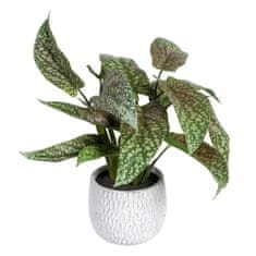 BigBuy Okrasna rastlina Zelena PVC 52 x 44 x 44 cm