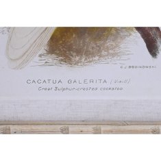 DKD Home Decor Platno DKD Home Decor 50 x 2,8 x 65 cm 50 x 65 x 2,8 cm Koča s papagaji (4 kosi)