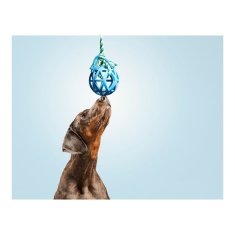 NEW Žvečilna igrača za pse Gloria Rešetka Različne barve (7 cm) (7 x 30 cm)