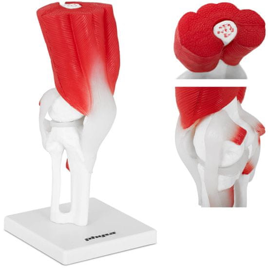 shumee 3D anatomski model kolenskega sklepa v merilu 1:1