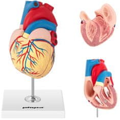 shumee 3D anatomski model človeškega srca