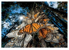 Clementoni HQC sestavljanka, metulji, 1000/1 (39732)