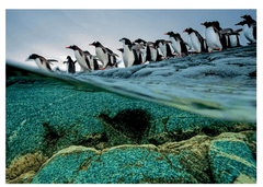 Clementoni HQC sestavljanka, pingvini, 1000/1 (39730)