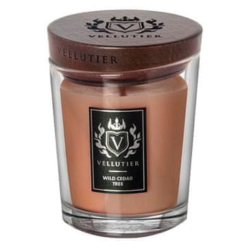 Svíčka Vellutier střední, Wild Cedar Tree, Divoký cedr, 225 g
