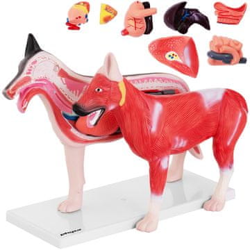 shumee 3D anatomski model psa z odstranljivimi organi