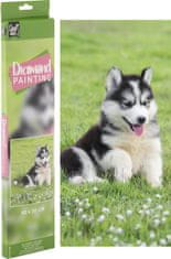 Grafix Diamantna slika Husky 40x50cm