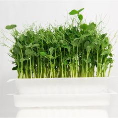Mikrozelenje Šebenik Grah semena za kalčke in mikrozelenje, 1kg