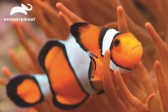 Prime 3D sestavljanka Živalski planet: klovnovo oko 3D 63 kosov