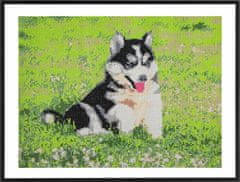 Grafix Diamantna slika Husky 40x50cm