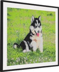 Grafix Diamantna slika Husky 40x50cm