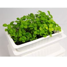 Mikrozelenje Šebenik BIO Bazilika semena za kalčke in mikrozelenje, 50g