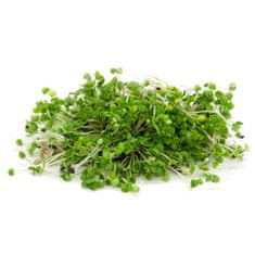 Mikrozelenje Šebenik BIO Bazilika semena za kalčke in mikrozelenje, 50g