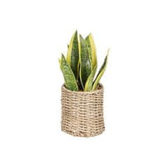 Mica Decorations Okrasne rastline sljude Okraski Sansevieria 16 x 30 cm zelena