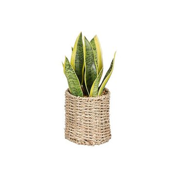 Mica Decorations Okrasne rastline sljude Okraski Sansevieria 16 x 30 cm zelena