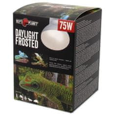 REPTI PLANET Daylight Frosted 75W žarnica