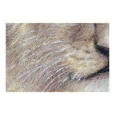 DKD Home Decor Slika DKD Home Decor Lev 100 x 3 x 100 cm Kolonialna (2 enoti)