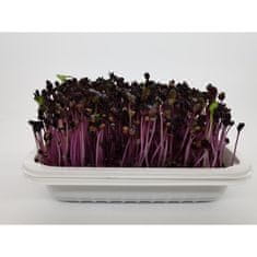 Mikrozelenje Šebenik BIO Redkev Sango, vijolična, semena za kalčke in mikrozelenje, 1kg