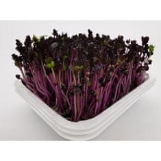 Mikrozelenje Šebenik BIO Redkev Sango, vijolična, semena za kalčke in mikrozelenje, 1kg