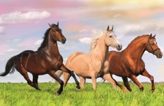 Trefl Display Puzzle World of horses 54 kosov (40 kosov)