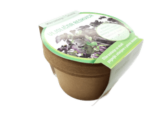 Mikrozelenje Šebenik Koko lonček – enojček, vijolična redkvica