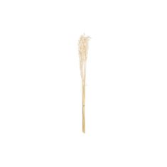 DKD Home Decor Snop DKD Home Decor Ovsena bež suho cvetje (8 x 3 x 57 cm)