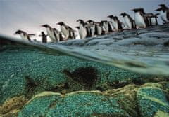 Clementoni Sestavljanka National Geographic: Gentoo pingvini se zgrinjajo v morje 1000 kosov