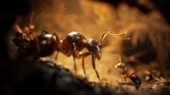 Microids Empire of the Ants - Limited Edition igra (XBSX)