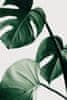 Monstera Natural 42 - 30x40 cm 