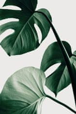 Pelcasa Monstera Natural 42 - 21x30 cm 