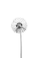 Pelcasa Dandelion - 70x100 cm 