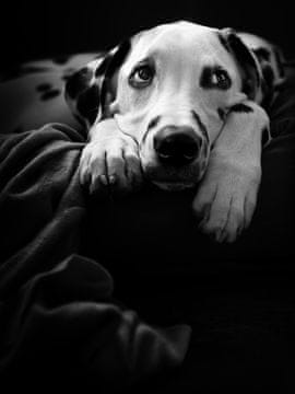 Pelcasa Nothing Is Happening :-( - 30x40 cm