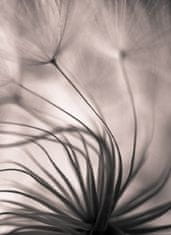 Pelcasa Poster - 70x100 cm 
