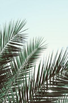 Pelcasa Palm Leaves, Sky_1 - 50x70 cm
