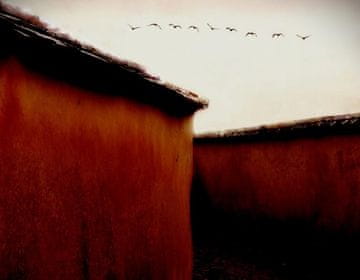 Pelcasa Leaving For Winter - 50x70 cm