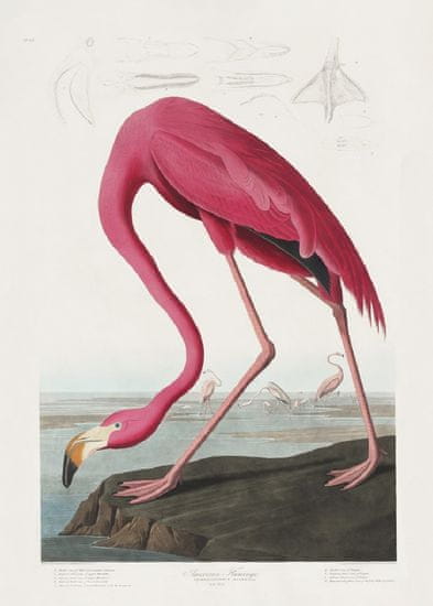 Pelcasa Pink Flamingo From Birds Of America (1827) - 70x100 cm