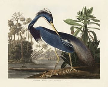 Pelcasa Louisiana Heron From Birds Of America (1827) - 30x40 cm