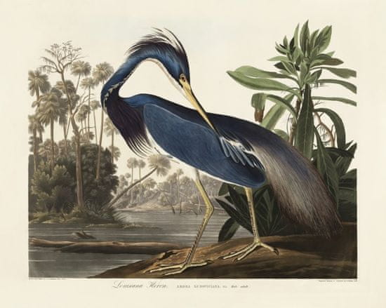 Pelcasa Louisiana Heron From Birds Of America (1827) - 21x30 cm