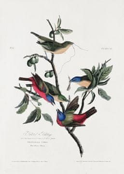 Pelcasa Painted Finch From Birds Of America (1827) - 50x70 cm