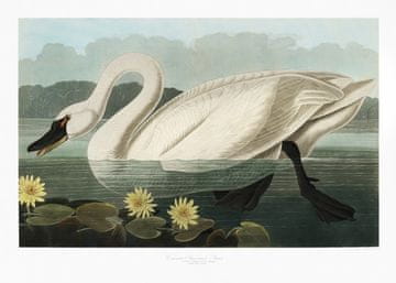 Pelcasa Common American Swan From Birds Of America (1827) - 30x40 cm