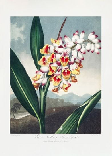 Pelcasa The Nodding Renealmia From The Temple Of Flora (1807) - 50x70 cm