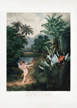Pelcasa Cupid Inspiring Plants With Love From The Temple Of Flora (1807) - 21x30 cm