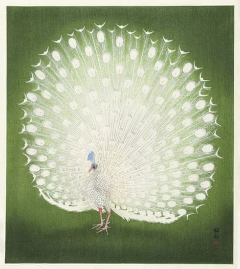 Pelcasa Peacock - 70x100 cm