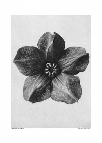 Pelcasa Cobaea Scandens - 50x70 cm