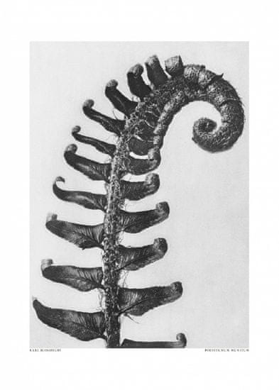 Pelcasa Polystichum Munitum - 30x40 cm