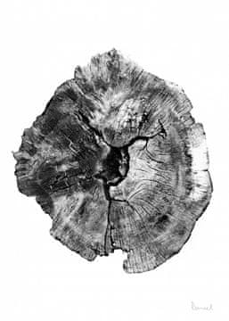 Pelcasa Oak Log - 50x70 cm