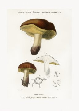 Pelcasa Mushroom (Boletus Circinans) - 21x30 cm